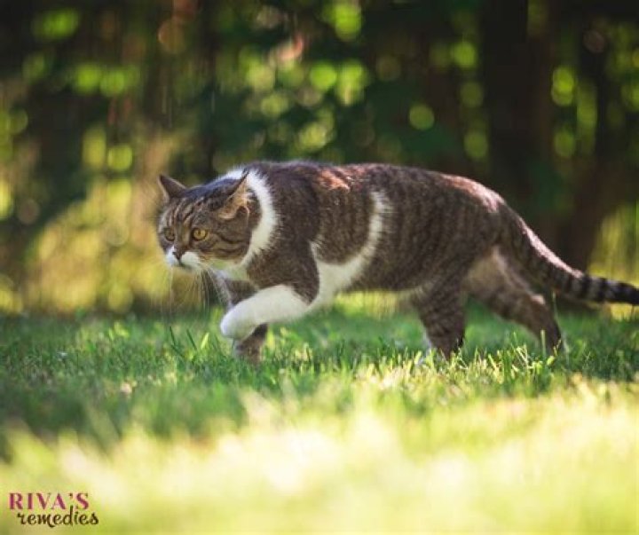 Will cougars eat house cats?