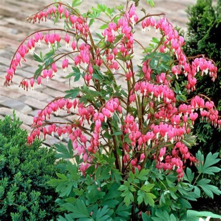 Will dicentra grow in shade?