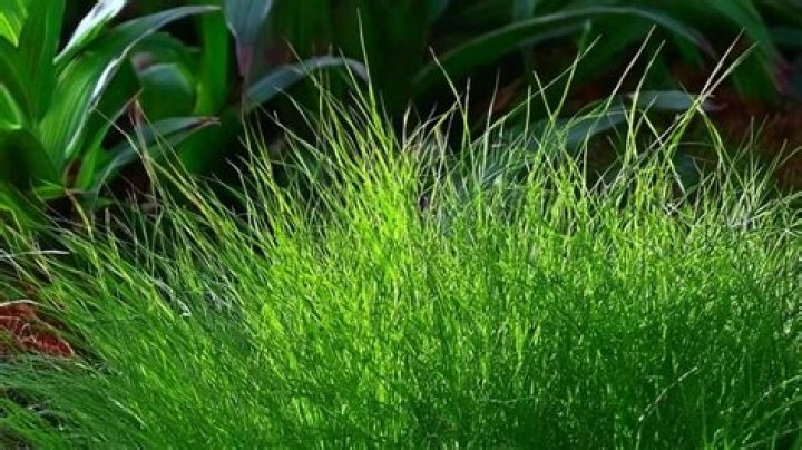 Will dwarf hairgrass grow in sand?