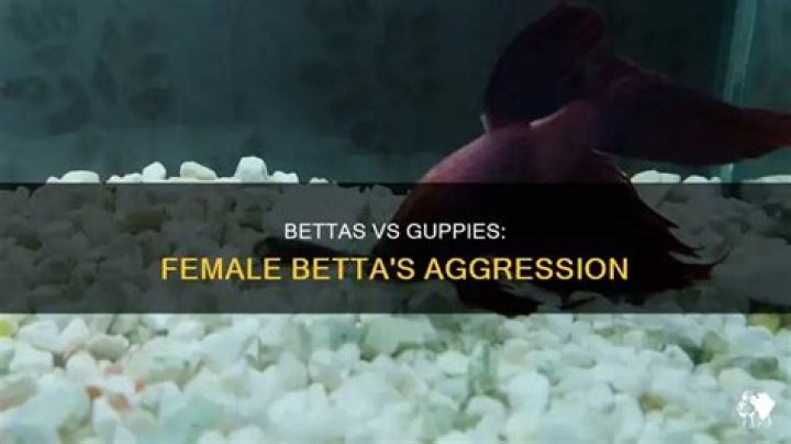 Will female bettas attack guppies?