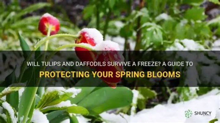 Will freeze hurt tulips?