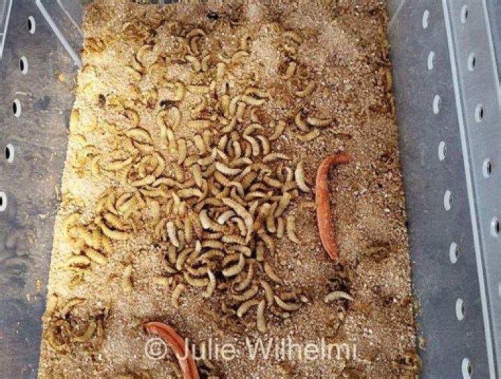 Will mealworms eat pupa?