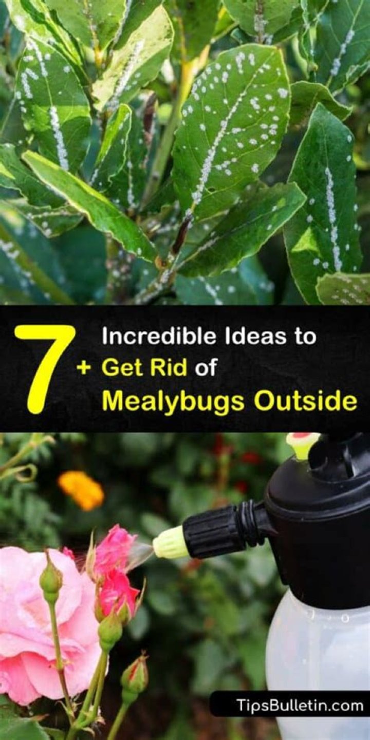 Will mealy bugs die outside?