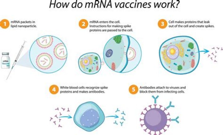 Will the rna vaccine be safe?