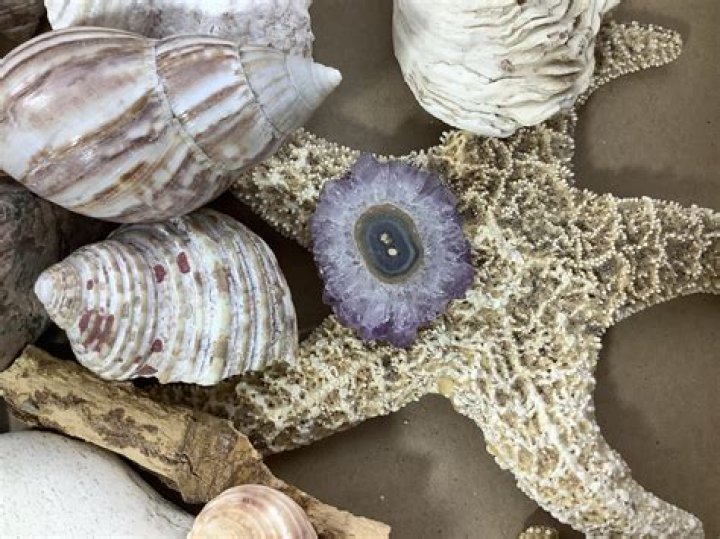 Would a seashell be a mineral?