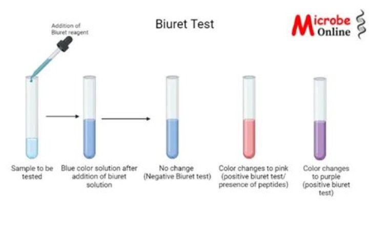 Would glucose test positive with biuret?