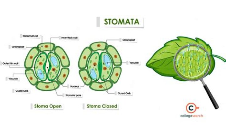 Would most likely cause the stomata to close?